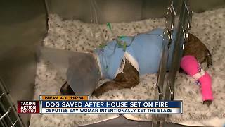 Dog on the road to recovery after being trapped in room set of fire, Suncoast Animal League says