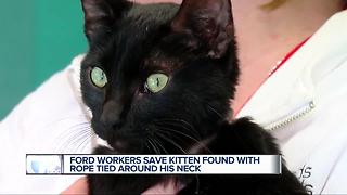Ford workers save kitten found with rope tied around his neck