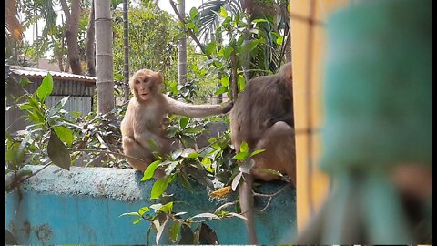 A troop of monkeys at home doorsteps doing funny things 😆😃