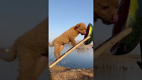 Tiktok Animals Doing Things funny animal videos 🐶🐶