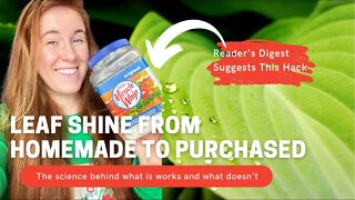 Using Mayo For Leaf Shine?! Scientist Opinion On Leaf Shine For Houseplants. The Truth Is Surprising