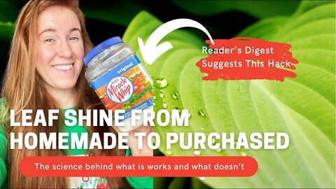 Using Mayo For Leaf Shine?! Scientist Opinion On Leaf Shine For Houseplants. The Truth Is Surprising