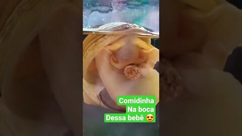 Ampulária Mimada Ganha Comida na Boca #shorts