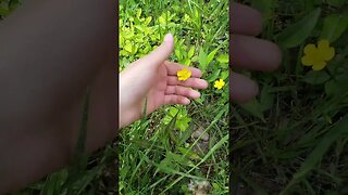 ASMR | Little Yellow Flowers