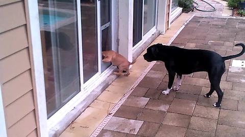 Dog Teaches Puppy How To Use Doggy Door