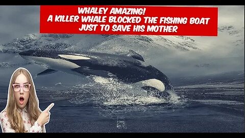 Whaley Amazing! Watch how a killer Whale blocked the fishing boat just to save his mother