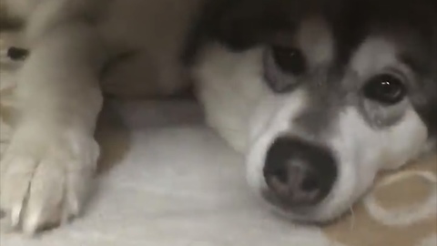 Malamute Throws A Tantrum From Under The Coffee Table