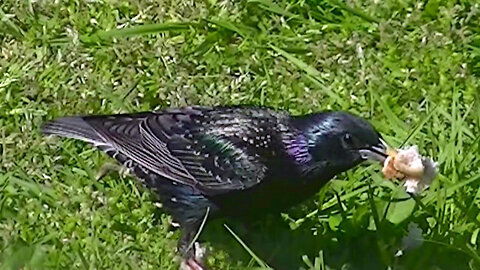 IECV NV #559 - 👀 European Starling Stocking Up On Bread 5-12-2018