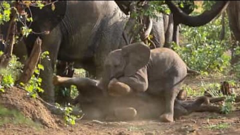 Due baby elefanti e il gioco della lotta