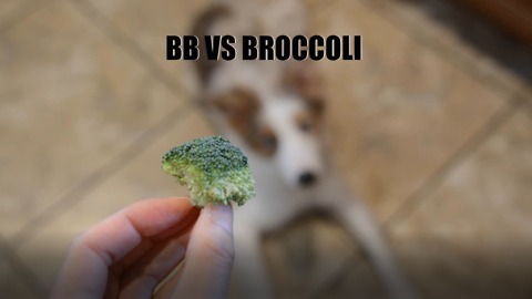 BB vs Broccoli