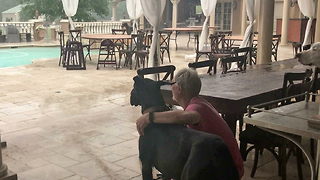 Great Danes Watch Florida Thunderstorm From Under a Clear Tent