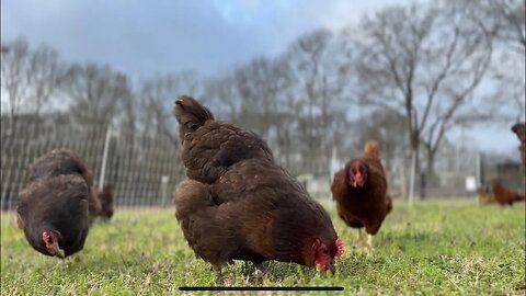 I Can’t Afford Chicken Feed Anymore! Temporary Fences and Green Grass From Now On.