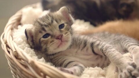 Lovly Kitten 🐱🐱🐱