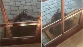 Falco è alla porta di casa arrabbiato per colpa del cane