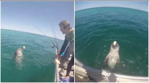 Vennlig delfin hilser fiskebåt i Australia