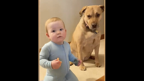 Try Not To Laugh: Funny Baby and Animal Videos || Just Laugh