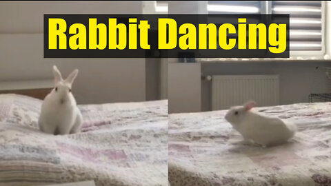 Funny Rabbit Dancing | Bunny Dancing on the Bed | Rabbit Adorable Jumping