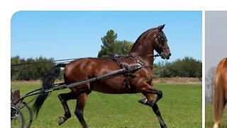 American Saddlebred Horse breed