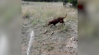 Funny Dog Chases Running Water Hose
