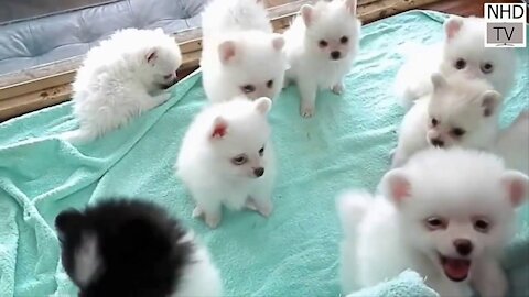 Funny Puppies And Cute Puppy Videos Compilation 2021 | Latest