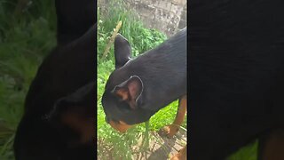 Cute puppy goes for a walk #shorts #short #viral #asmr #subscribe