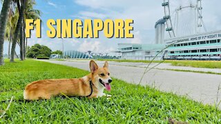 Shinji The Corgi- F1 Singapore Pit Building