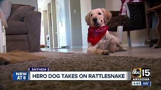 Dog being called a hero after being bitten by a rattlesnake protecting owner