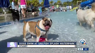 Dogs swim at Sailfish Splash Waterpark in Stuart