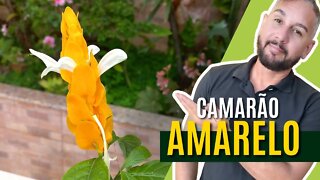 Camarão Amarelo - Como cuidar, plantio e adubação