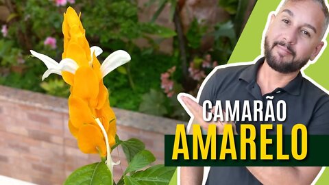 Camarão Amarelo - Como cuidar, plantio e adubação