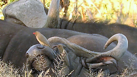 Helpful birds eagerly clean buffalo's nostril