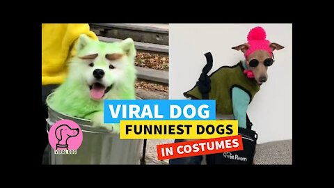 ✅ VIRAL DOG ​​(2021) ❤️ THE MOST FUN DOGS IN COSTUMES 😂