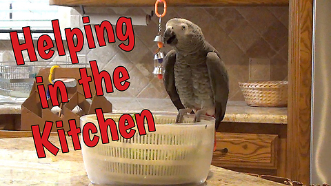 Chatty parrot like to help in the kitchen