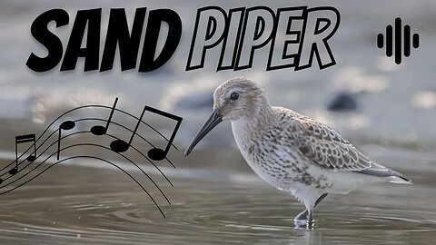 Sandpiper bird sound.