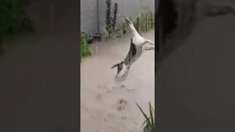 A dog in went berserk after a downpour brought relief for everyone from the long and unbearable
