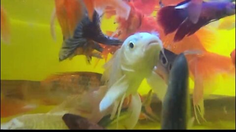 Big GIANT SHARK Koi Baby Turtle Guppies Frog Goldfish Carp Eel Fish