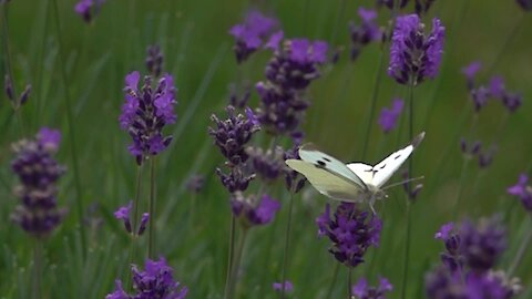 Butterfly gets leg stuck in flower in epic slow motion footage