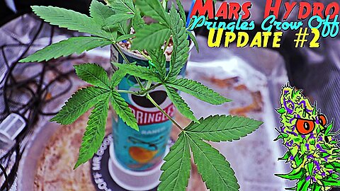 Mars Hydro Goodbuds Pringles Grow Off Update #2 | Now I’m Getting Somewhere