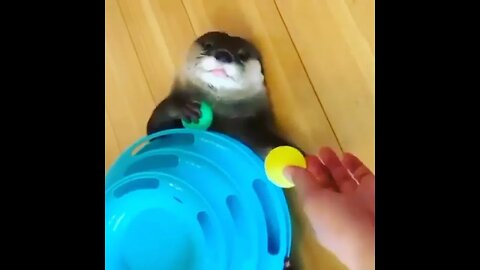 Cute Funny Sea Otter-6