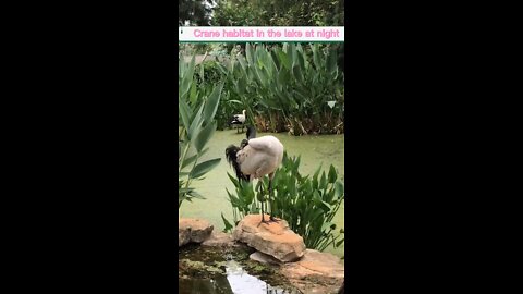 I went for a walk by the river today and met two black-necked storks