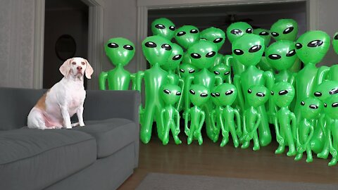 Dog Prank with Alien