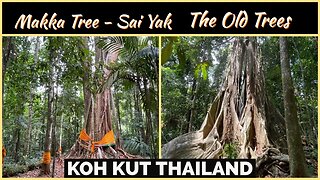 Makka and Sai Yak - The Old Trees - Koh Kut Thailand 2023