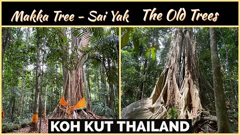 Makka and Sai Yak - The Old Trees - Koh Kut Thailand 2023