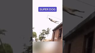 This Dog Has Super Powers? 🤯