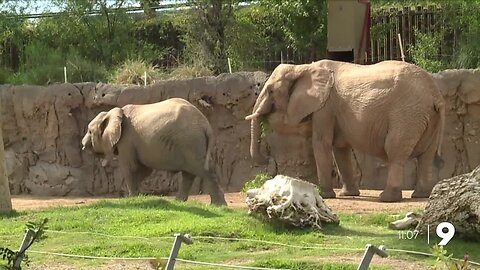 Your downed tree can help feed the animals at Reid Park Zoo