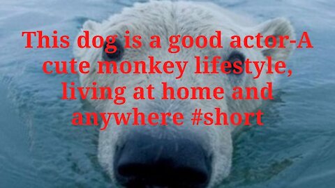 This dog is a good actor-A cute monkey lifestyle, living at home and anywhere #short