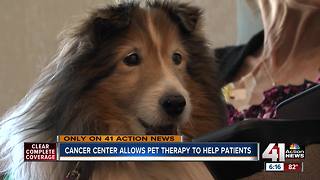 Therapy pets provide love, support to Kansas City patients