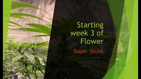 Starting Week 3 of flower of Super Skunk