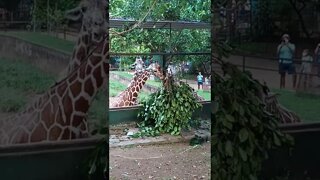 Giraffe eating leaves. 😊