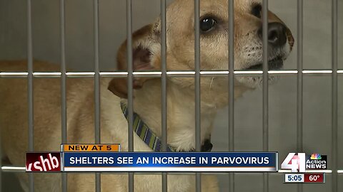 KC Pet Project sees rise in parvovirus cases